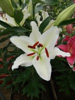 [5360 Stratford DJ No02.JPG]